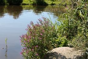 natural lake in summer time