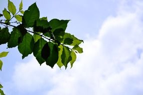 extraordinary beauty green leaves