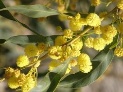 Close-up of beautiful yellow flowers with green leaves
