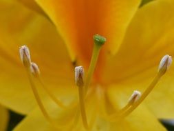 long stamens and yellow bud
