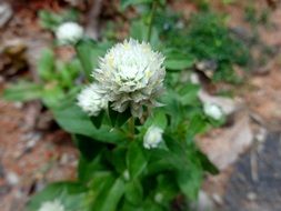 extraordinarily beautiful gomphrena flower