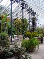greenhouse plant