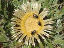 insects on a yellow wild flower