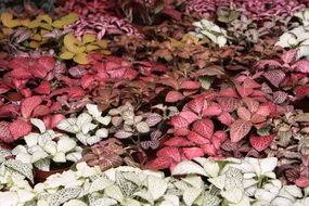 colored autumn foliage