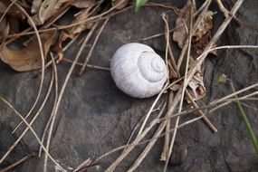 snail shell on the ground