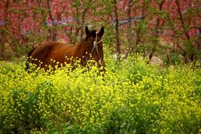 horse in yellow colours