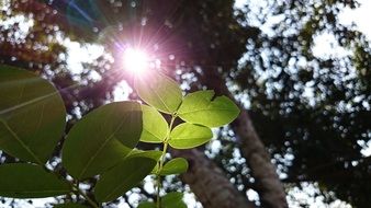 green leaf of a tree