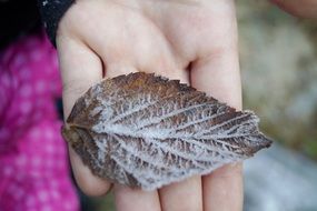 frost on a brown leaf on the palm of your hand