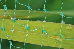 Wet leaf behind green mesh