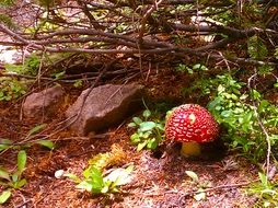 Wild mushroom in the forest