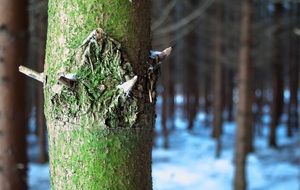 green moss on a tree trunk in the forest