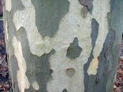 grey and white spotted bark of poplar