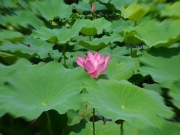 picture of a water lily