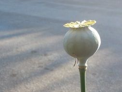 poppy seeds on the stem in light and shadow