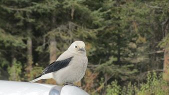 clark's nutcracker