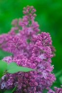 Lilac flowers on a bush close-up