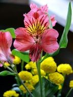 fresia, pink flowers