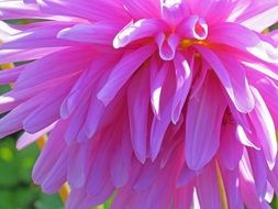 tender petals of a flower