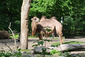 camel nature