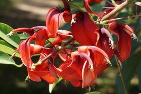 red garden blossom