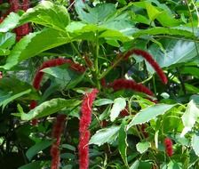 blooming red cat's tail, india
