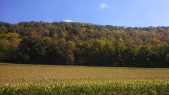 cereal fields against the background of the autumn forest