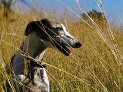 dog in a meadow with dry grass