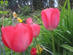pink blooming tulips in holland