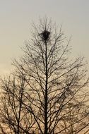nest on a tree