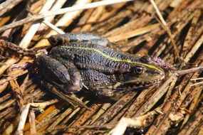 brown frog in wildlife