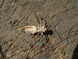 dragonfly larva on wooden surface