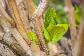 leaves hydrangea