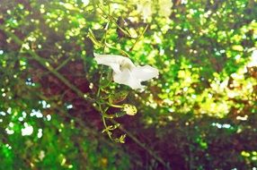 white flower in green thickets in the sunlight