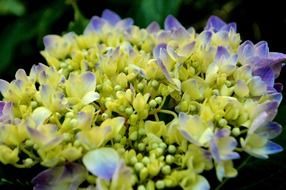 Picture of purple flowers hydrangeas