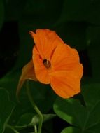 orange nasturtium among green leaves