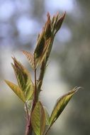 new green leaves at the blurred background