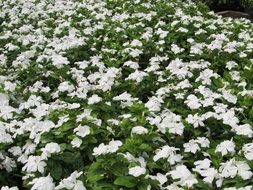 field of white flowers