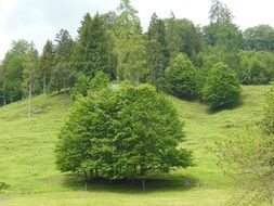 trees on mountain meadow at spring, germany, schneizlreuth