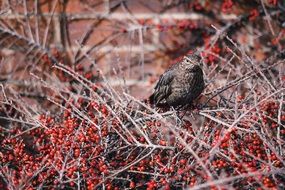 bird on a bush with red berries