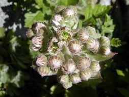 wild plant with hairy buds