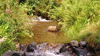 rocky creek in green areas