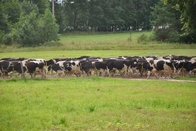 herd of cows walking on road at summer