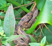 Vipera berus, adder in wild