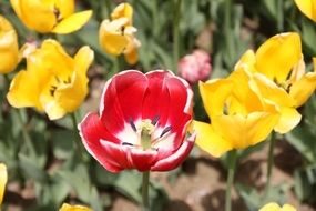 Yellow and red tulips blossom in the garden