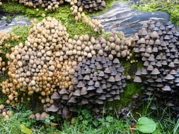 a large collection of mushrooms on an old tree trunk