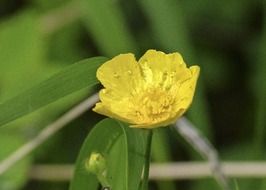open buttercup with bud