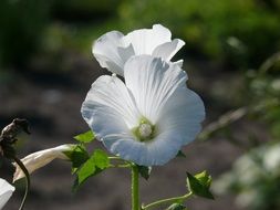 absolutely gorgeous lavatera flower