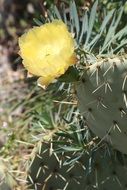 Flower on a cactus