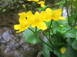 yellow flowers from the buttercup family