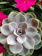 flat cactus flower close-up